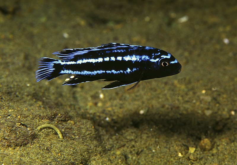 Pseudotropheus johannii 'Chilucha Reef'